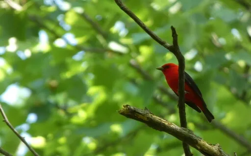 Birdwatching Meditation