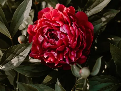 Birthday - Beautiful One