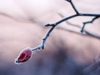 Birthdays As Emotional Mirrors