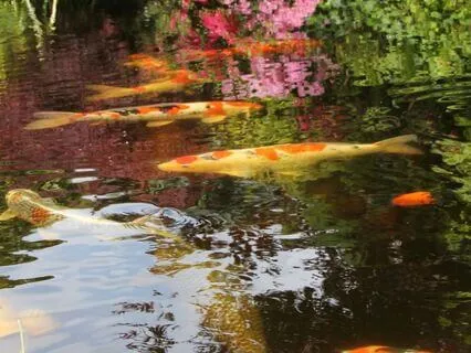 Bite-Sized Meditation: Be The Pond