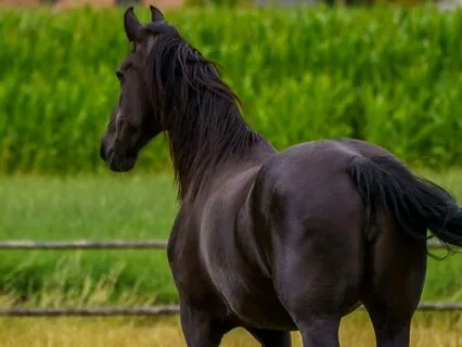 Black Beauty 10, 11, 12