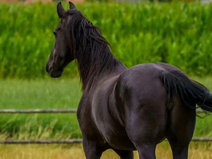 Black Beauty 13, 14, 15