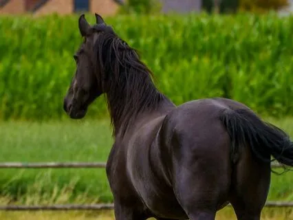 Black Beauty 16, 17, 18