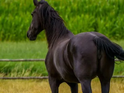 Black Beauty 22, 23, 24