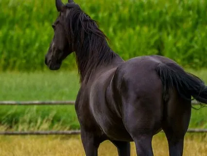 Black Beauty 25, 26, 27