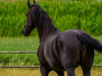 Black Beauty 31, 32, 33