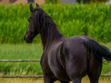 Black Beauty 37, 38, 39