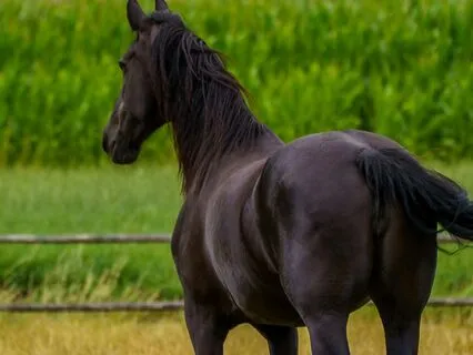 Black Beauty 4, 5, 6