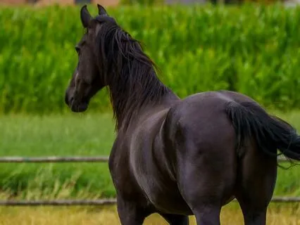 Black Beauty 7, 8, 9