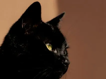 Black Cat Mystical Sound Bath