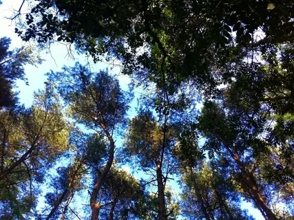 Black Forest (25 Minutes)