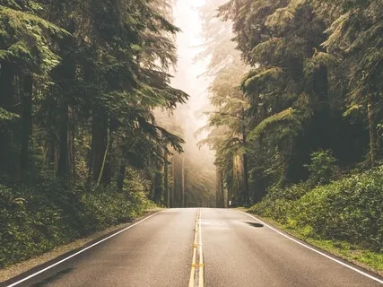 Black Forest: The Old Has Gone, The New Has Come