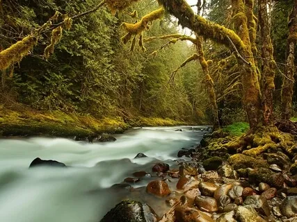 Black Forest Mountain Stream | Relax, Meditate, Sleep
