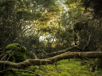 Black Forest Peace | Soothing Sounds Of Nature