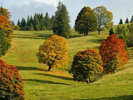 Black Forest Sounds | Woodland Ambience | Bird Song