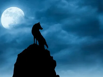 Black Mountain Pony And Trap Meditation