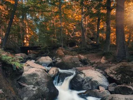 Blackbird By The Brook – 20 Minutes Of Gentle Nature Sounds