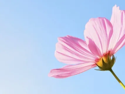 Blackout Girl - Find The Light