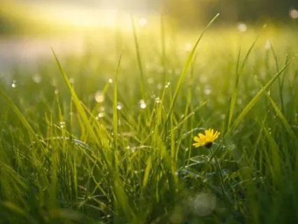 Blades Of Grass Mindfulness Meditation