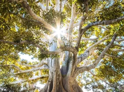 Blank Canvas: Root Into Your New Year Mindset 