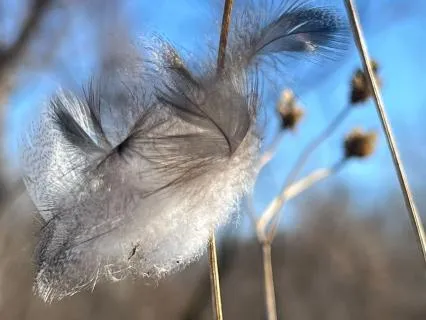 Blessed Are The Meek