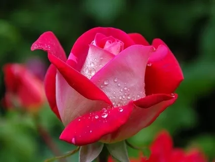 Blessed Through Practice: Radiance Sutras Verse 140