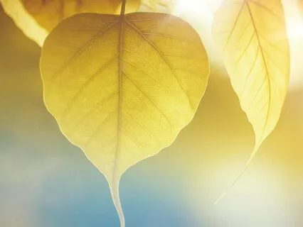 Blessed With Love And Creating Powerful Shifts In Your Life