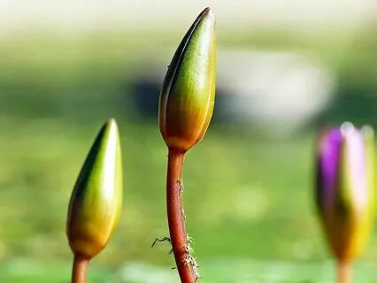 Blessing Of The Ancestors Meditation