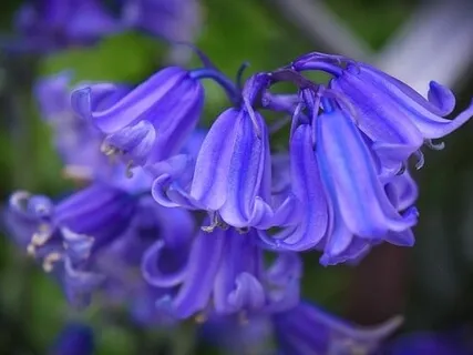 Blessings From A Bluebell Flower