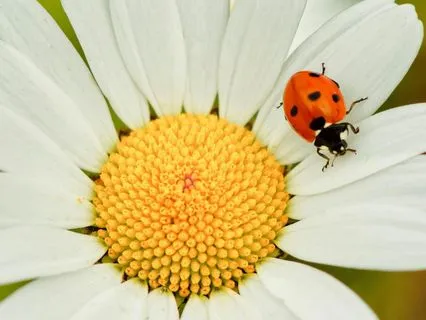 Blessings In Small Form Of The Ladybug