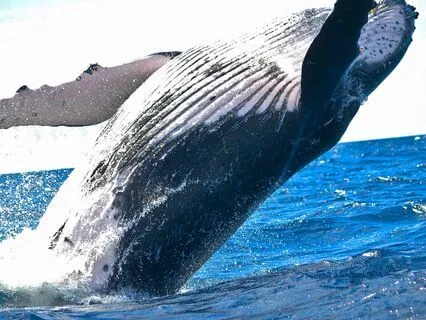 Blessings To The World Of Animals And Pets