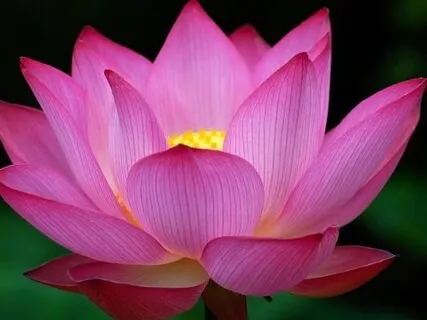 Bliss.  A Meditation Allowing The Love To Flow.