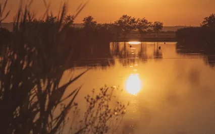 Bliss Frequency - Light Language Activation