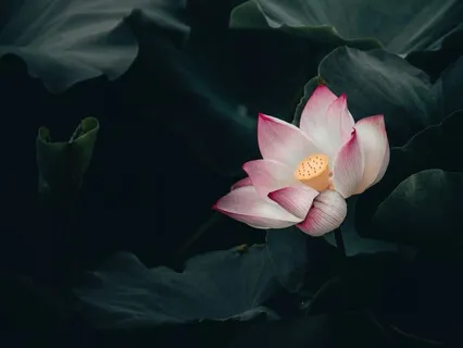 Bliss Looper & Activation - Jewel In The Lotus