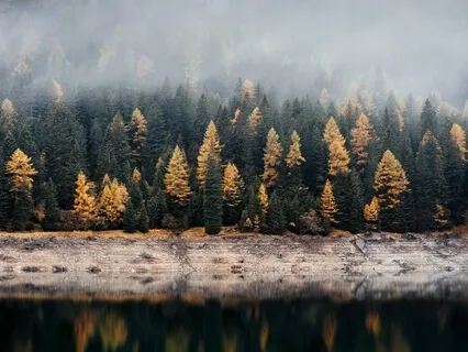 Bliss Looper - Bright Run