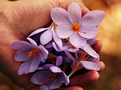 Bliss Of Light Meditation Music