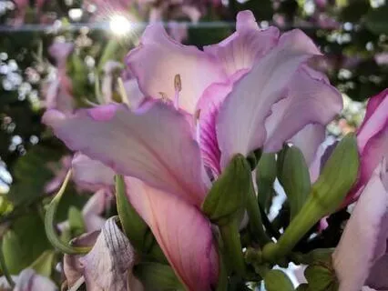 Bliss Voice And Dance Meditation