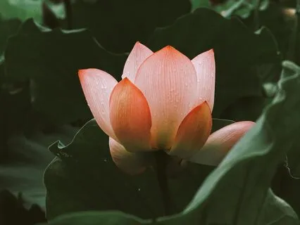 Bliss - The Massage & Reiki Sound Journey Collection