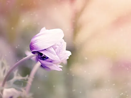 Bliss Trip-a-Day: Flowering