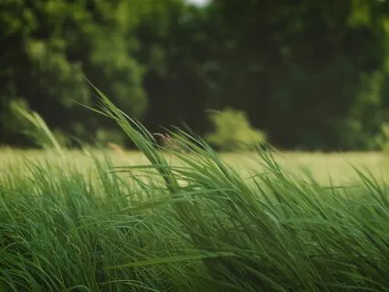 Blissful Breathing For HRV, Stress & Clarity | Level 2