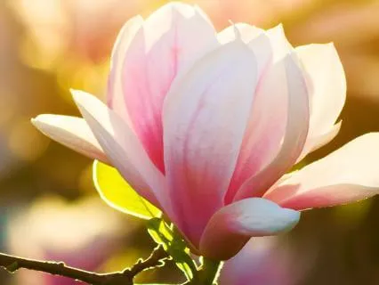 Blissful Frequency