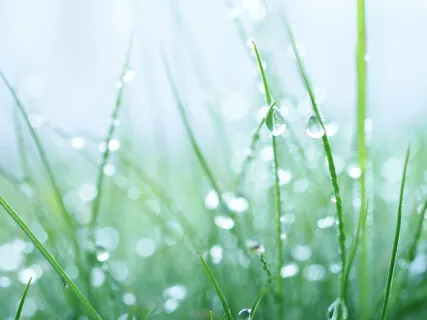 Blissful Listening Practice