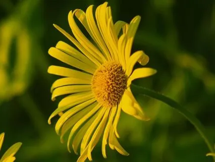 Blissful Serenity - Stress Relief