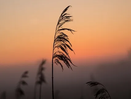 Blissful Sleep Meditation