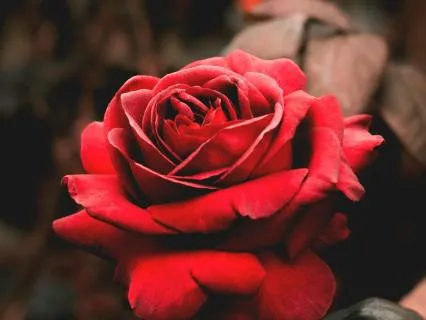 Creating Clarity And Making Miracles- Block It Or Bless It