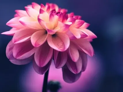 Bloom - A Heart-Opening Practice