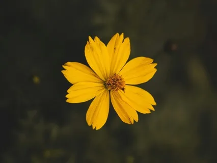 Bloom Anyway For Self-Love