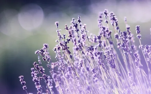 Bloom (Extended Mix)