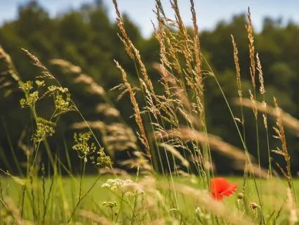 Bloom In Your Own Time: A Yoga Nidra For Rest & Self-Trust
