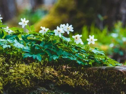 Bloom Into New Possibilities (528 Hz)